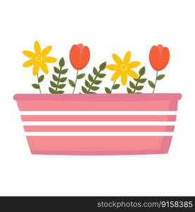 Yellow flowers and tulips in pink pot. Vector isolated image for use in gardening or spring holiday design