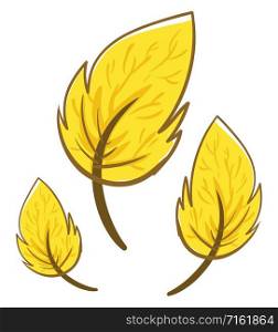 Yellow leaves, illustration, vector on white background.