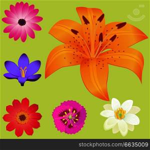 Yellow lily flower with smaller blossoms around isolated on green background. Colorful plants for decorating various things. Yellow Lily Flower with Smaller Blossoms Poster