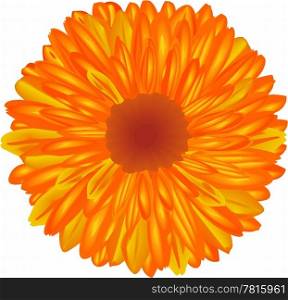 Yellow-orange flower.