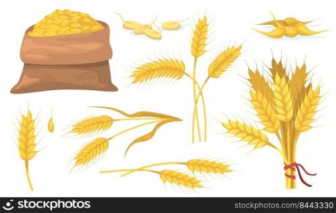 Yellow ripe wheat bunch, spikes and grains flat item set. Cartoon barley or corn cereal isolated vector illustration collection. Vegan plant, agriculture and nutrition concept