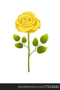 Yellow rose flower with green leaves on long stem vector illustration in realistic design isolated. Open bud in blossom, decorative floral element. Yellow Rose Flower with Green Leaves on Long Stem
