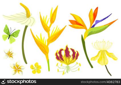 Yellow tropical flowers. Tropical flowers collection, hand drawn vector illustrations
