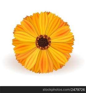 yellow vector marigold flower realistic on white background