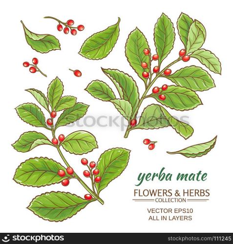 yerba mate vector set. vector illustration with yerba mate on white background