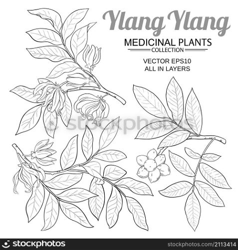 ylang ylang branches vector set on white background