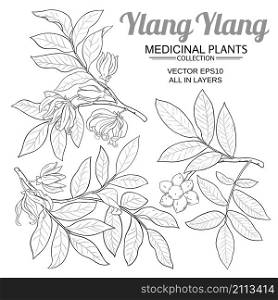 ylang ylang branches vector set on white background