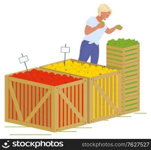Young blond girl in blue jeans putting fruits in wooden boxes isolated in white. Containers with red, yellow and green apples vector illustration. Picking apples concept. Flat cartoon. Girl Putting Apples Wooden Boxes Vector Image
