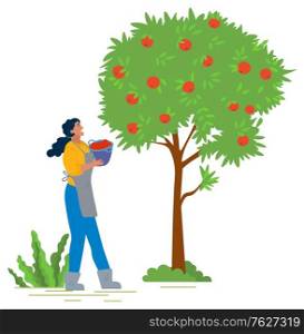Young girl in apron and rubber boots picking red apples in orchard. Female gardener putting ripe fruits in basket, harvesting concept vector illustration. Pick apples concept. Flat cartoon. Girl in Apron and Rubber Boots Picks Apples Vector