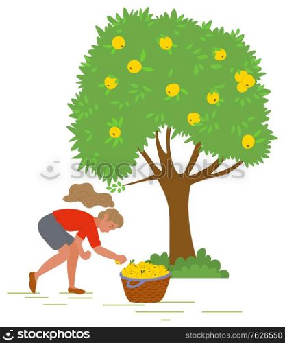 Young girl near tree picking yellow apples and putting them in straw basket isolated on white. Harvest in fruit garden, orchard vector illustration. Pick apples concept. Flat cartoon. Young Girl Picking Yellow Apples Vector Image