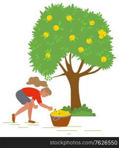 Young girl near tree picking yellow apples and putting them in straw basket isolated on white. Harvest in fruit garden, orchard vector illustration. Pick apples concept. Flat cartoon. Young Girl Picking Yellow Apples Vector Image