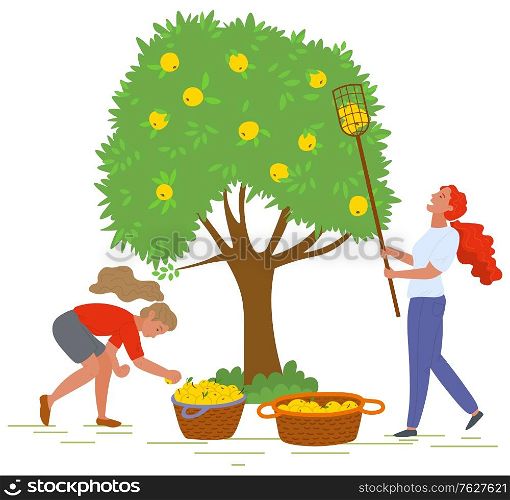 Young girls near tree picking yellow apples with fruit picker and putting them in straw baskets isolated on white. Harvest in orchard vector illustration. Pick apples concept. Flat cartoon. Young Girls Picking Yellow Apples Vector Image
