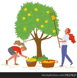Young girls near tree picking yellow apples with fruit picker and putting them in straw baskets isolated on white. Harvest in orchard vector illustration. Pick apples concept. Flat cartoon. Young Girls Picking Yellow Apples Vector Image