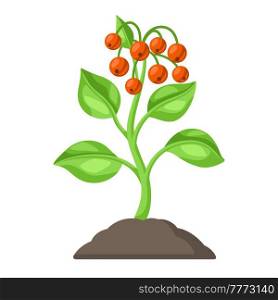 Young green plant with berries in ground. Agricultural planting illustration. Seasonal plantation image.. Young green plant with berries in ground. Agricultural planting illustration.