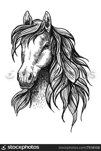 Young horse head sketch with calm look and beautiful wavy mane, peaceful glance and elegant neck. For wildlife symbol or mascot design, equestrian sport or fauna themes. Young horse head sketch with wavy mane
