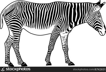 Zebra. Contour. Vector illustration. It is isolated on a white background.