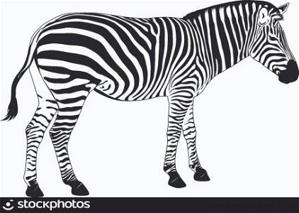 Zebra illustration
