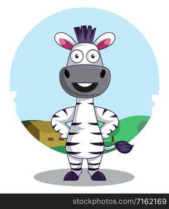 Zebra standing, illustration, vector on white background.