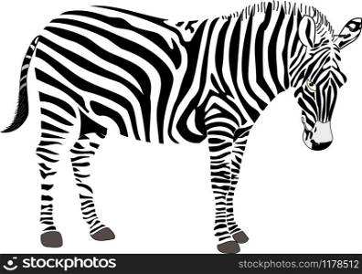 Zebra Vector Illustration