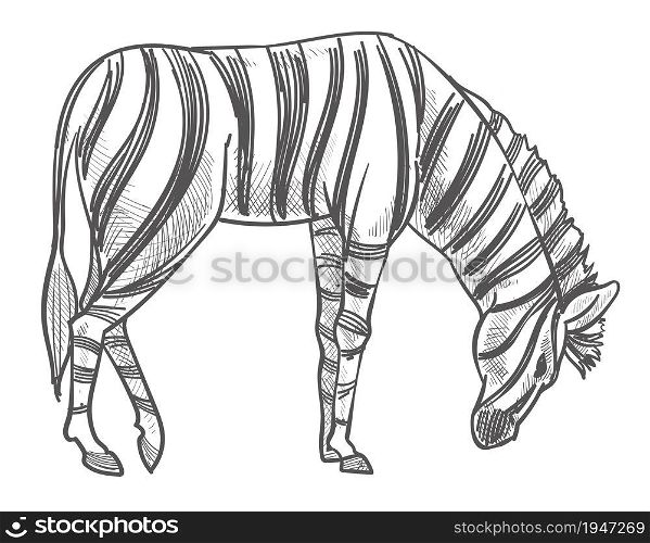 Zebra wild animal in natural habitat, isolated zebra grazing on field eating grass. Equestrian mammal monochrome sketch outline, feeding herbivore horse with stripes print. Vector in flat style. Wild animal grazing on field, zebra monochrome