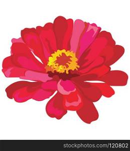 Zinnia flower. Vector colorful illustration isolated on white background.