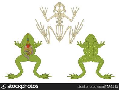 zoology, anatomy of amphibian, cross-section and skeleton