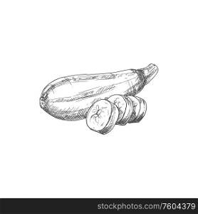 Zucchini vegetable sketch isolated squash marrow. Vector vegetarian food, monochrome veggies. Squash vegetable marrow isolated zucchini sketch